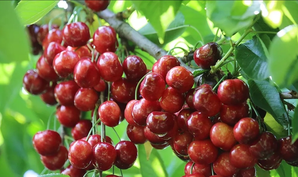🔥樱桃最新品种大揭秘！🍒