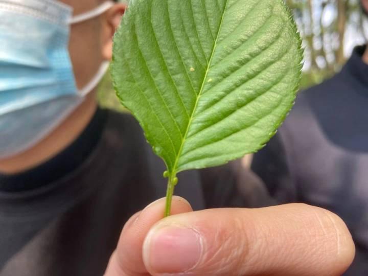 爱上野玫瑰的最新更新动态